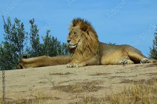 Lion 