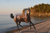 bay horse runs along the shore at sunrise