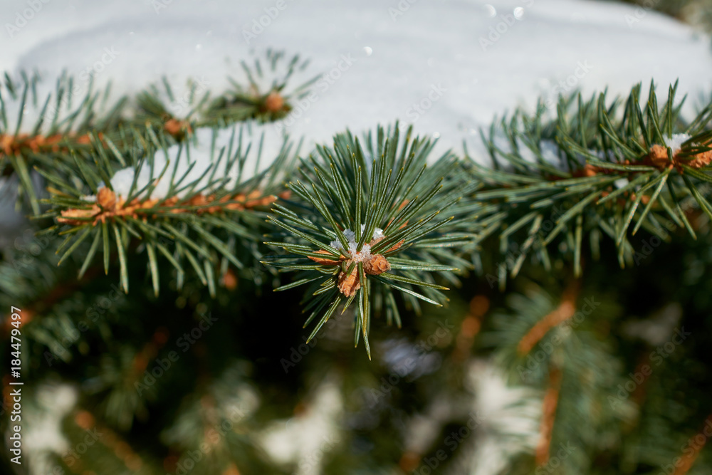 On the green branches of spruce or pine is beautiful white snow. In the foreground a few branches of pine or spruce. The branch covers the beautiful white snow. Festive, Christmas mood.