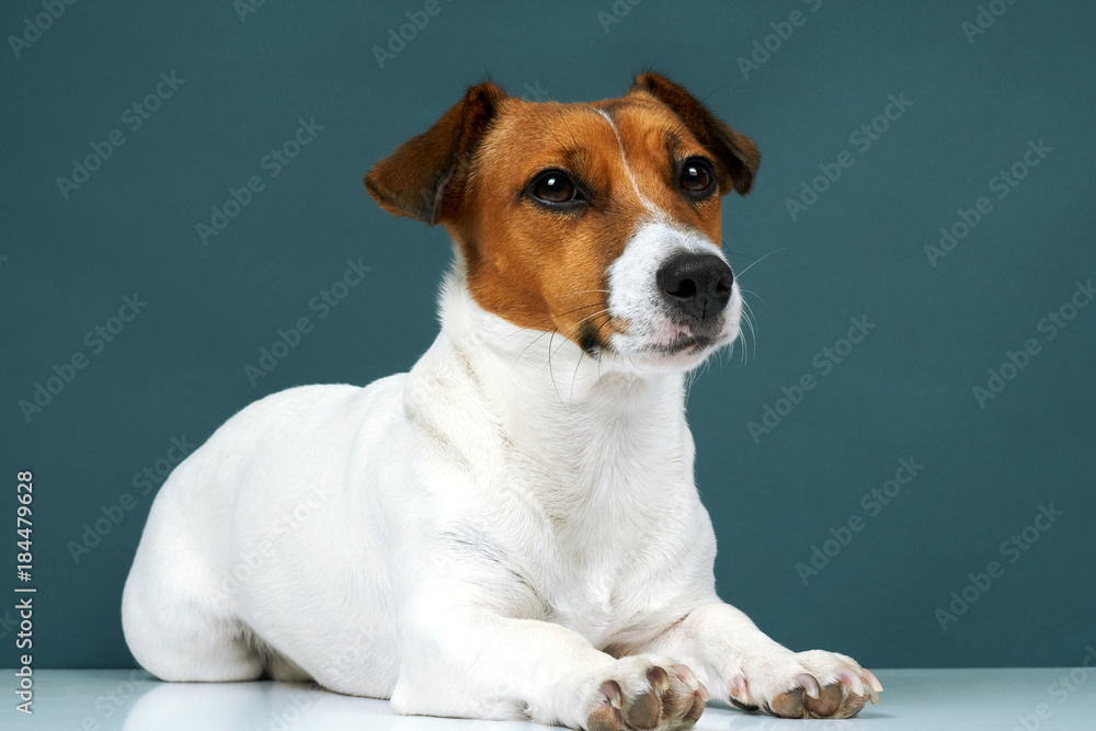 Portrait of a dog breed of Jack Russell in a black tie a dark grey background. Background for your text and design Portrait of a dog breed of Jack Russell in a black tie a dark grey background. Background for your text and design