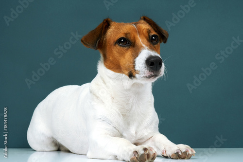 Portrait of a dog breed of Jack Russell in a black tie a dark grey background. Background for your text and design 