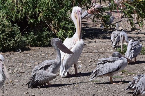 Oiseau