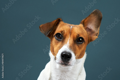 Portrait of a dog breed of Jack Russell in a black tie a dark grey background. Background for your text and design 