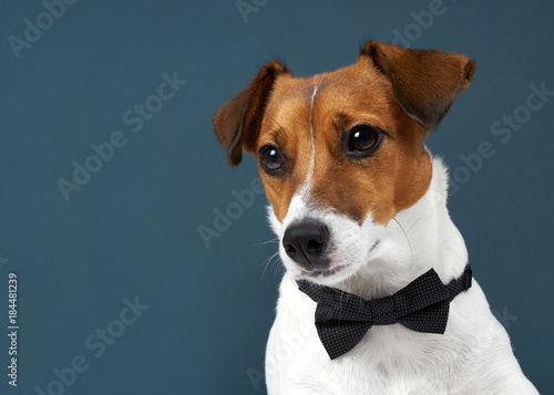 Portrait of a dog breed of Jack Russell in a black tie a dark grey background. Background for your text and design