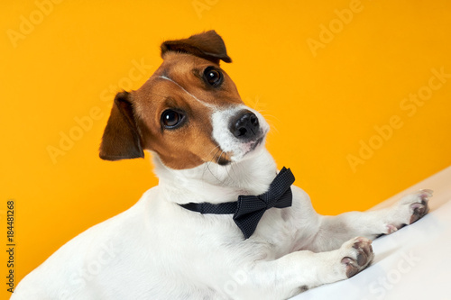 Portrait of a dog breed of Jack Russell on the neck on a yellow background. Background for your text and design 