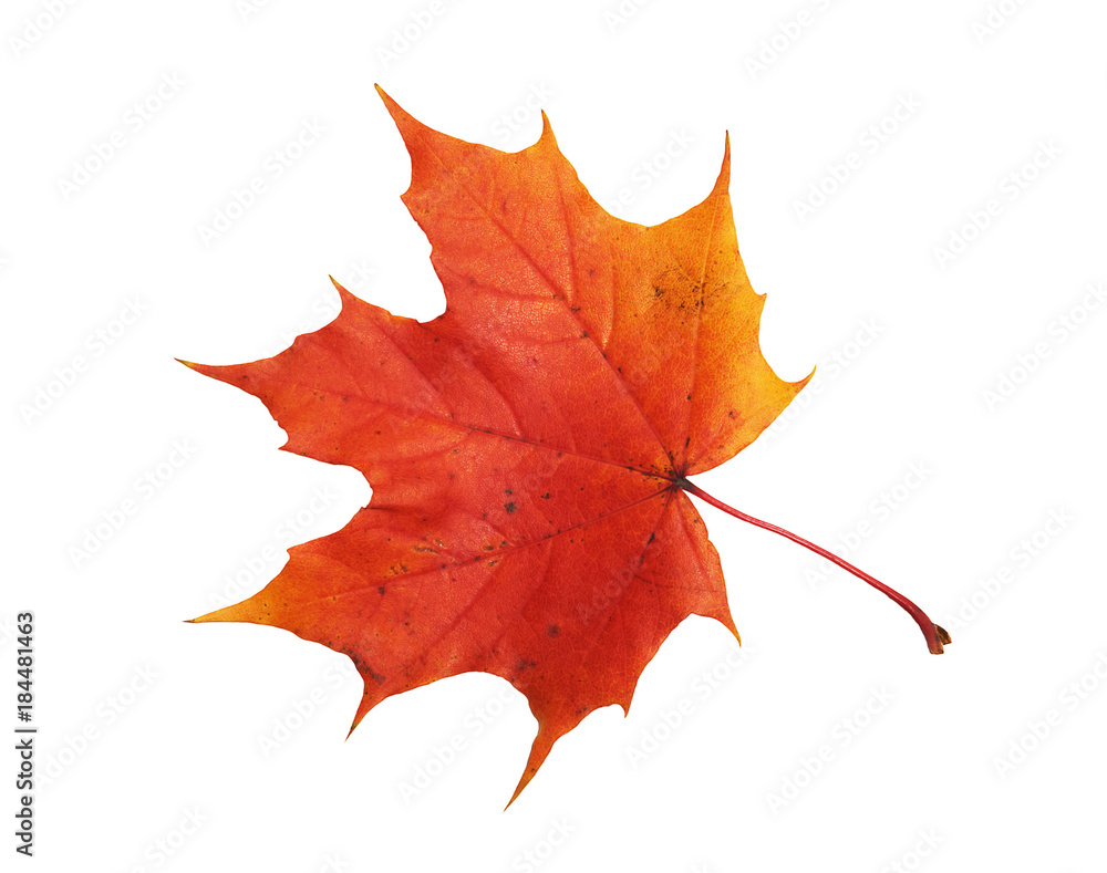 Fototapeta premium Red, yellow maple leaf on white background