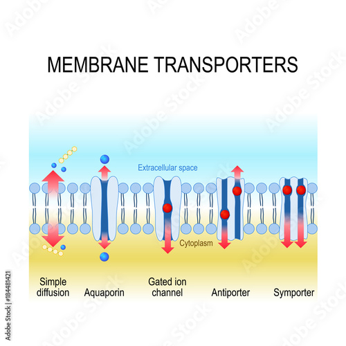 membrane transporters photo