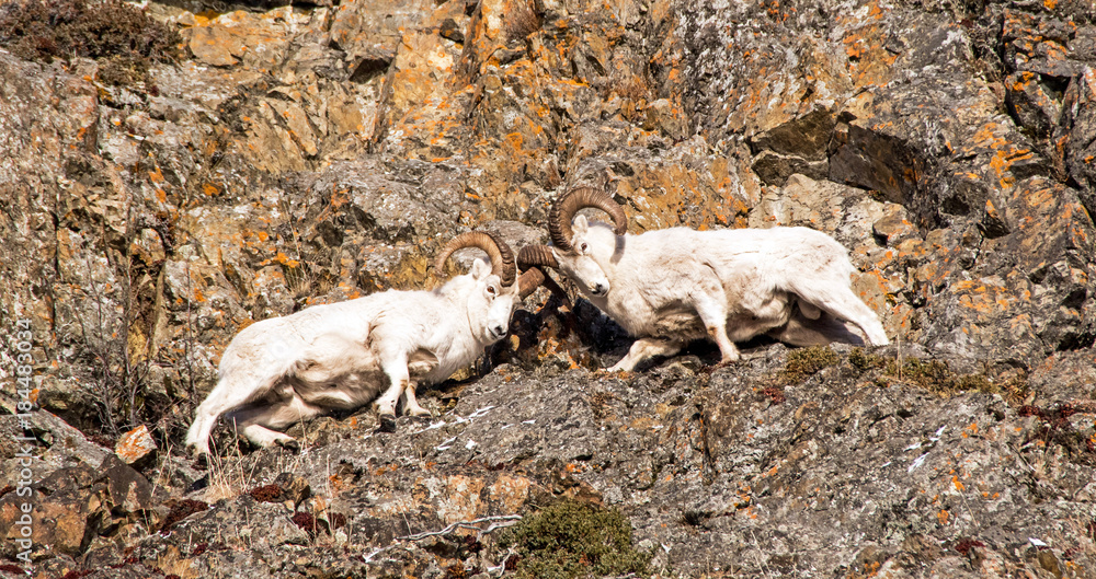 Naklejka premium Dall Sheep Rams fight during the rut season