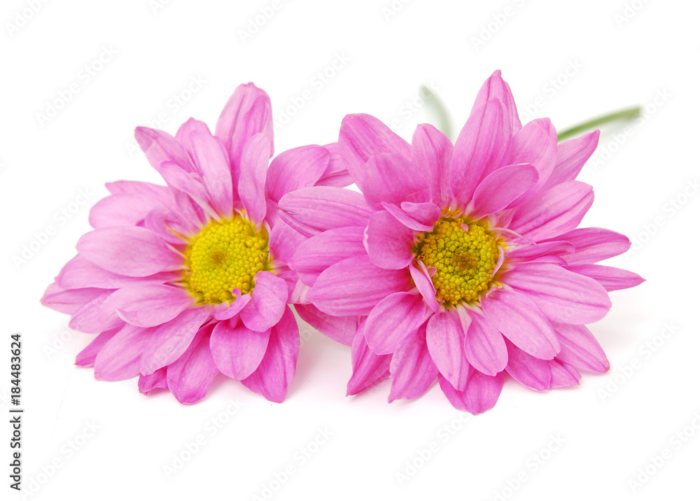 Pink Chamomile isolated on white Pink Chamomile isolated on white