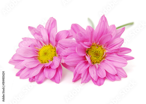 Pink Chamomile isolated on white