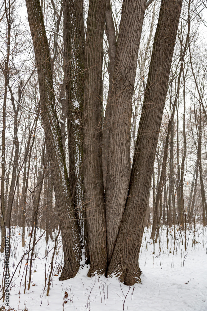 Fototapeta premium Abnormal view of the trunk of an old deciduous tree in winter 