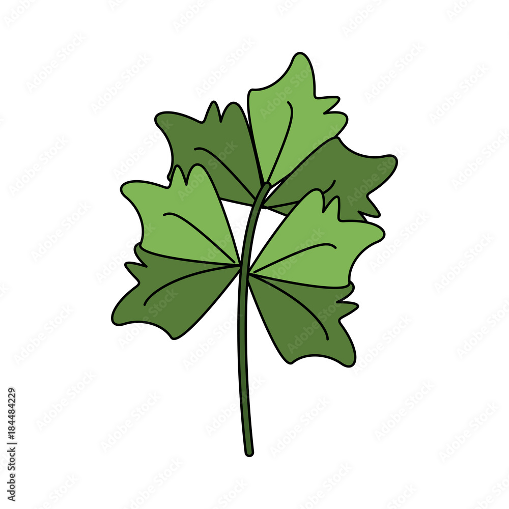 Fototapeta premium Fresh parsley herb icon vector illustration graphic design