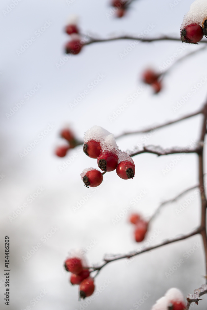 Small branch of rose-canina (dog-rose) with berry bending under a snow cap