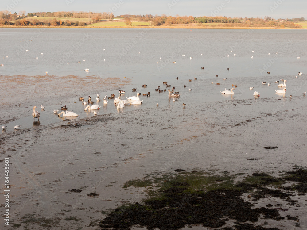 many birds, swans, geese, ducks resting on salt marsh Mistley coast many birds, swans, geese, ducks resting on salt marsh Mistley coast