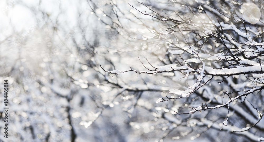 snowy winter tree branches snowy winter tree branches