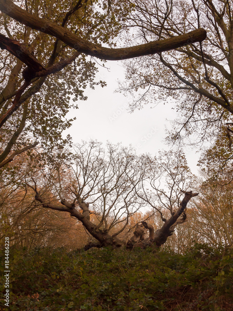 Fototapeta premium old knobbley famous oak tree furze hills mistley forest big tree branches bare autumn