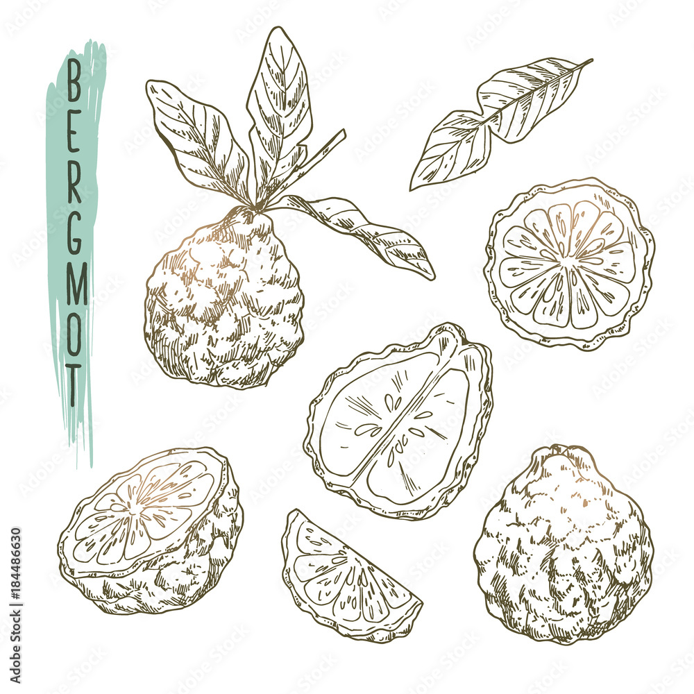 Sketch of bergamot elements. Vector set of citrus fruit, branches, flowers, leaves and slices. Icons of tea ingredient are useful for a logo, banner creation or advertising beauty and spa products. - obrazy, fototapety, plakaty 