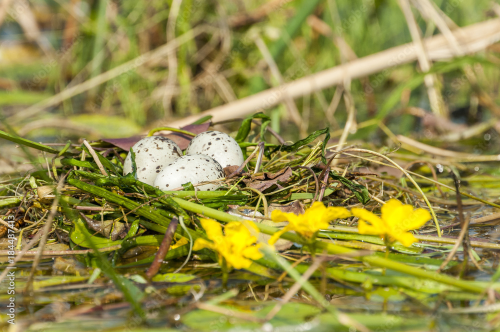 Obraz premium Bird eggs in a nest.