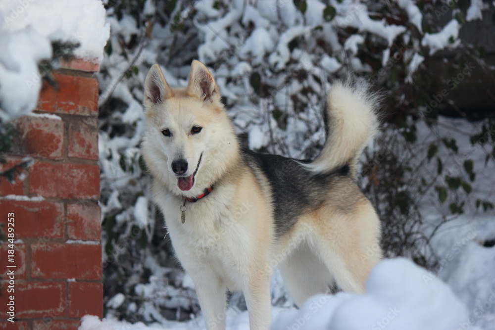 Snow Dog Snow Dog