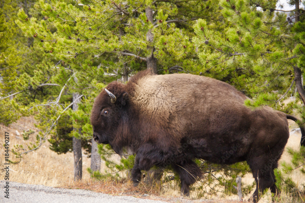 Buffalo in the Shrubs 2 Buffalo in the Shrubs 2
