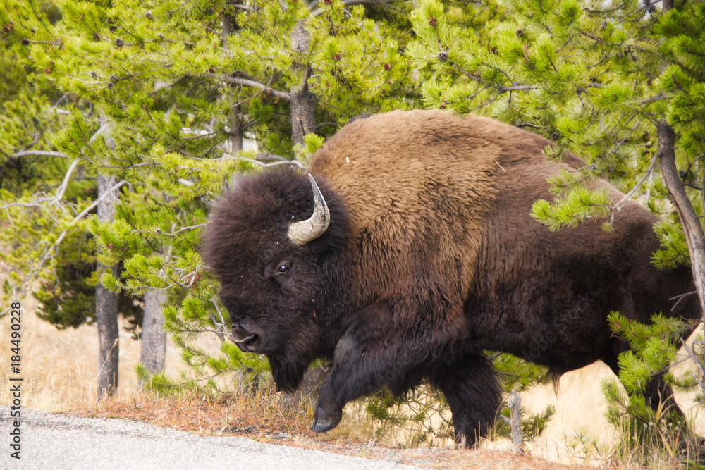 Buffalo in the Shrubs 3 Buffalo in the Shrubs 3