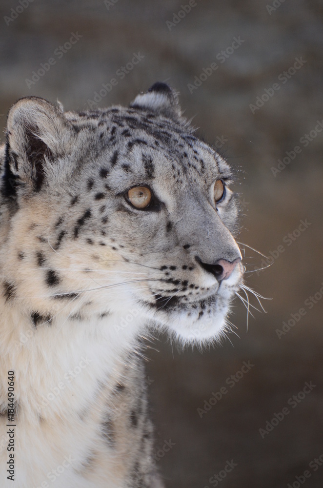 Naklejka premium ユキヒョウ