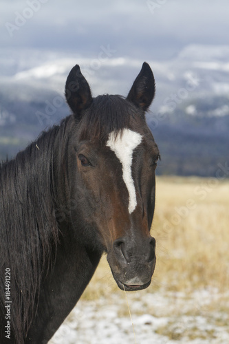 dark brown horse head with white blaze, Wyoming