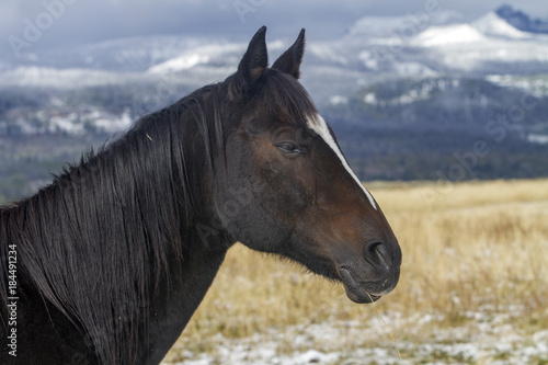 head and mane of dark brown ranch horse in Wyoming mountains