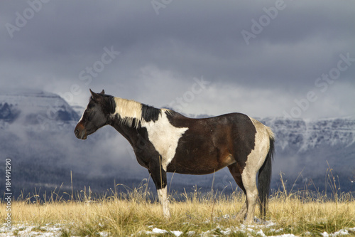 pinto horse standing in grassy field, snow on Wyoming mountains © Carbonbrain
