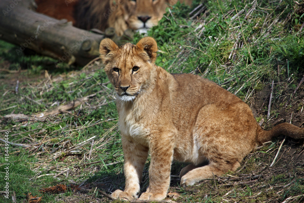 Cub and adult male lion Cub and adult male lion