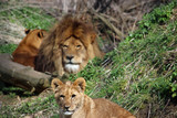 Cub and adult lions