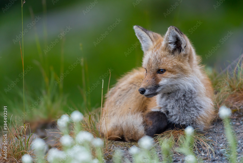 Naklejka premium Red Cascades Kit Perched in Field