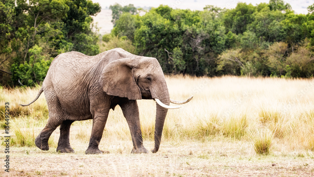 Obraz premium African Elephant Walking to Side in Kenya