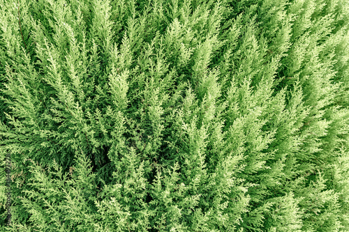 Cypress conifer texture. Green color background.