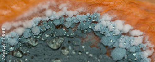 Gray mold appeared on a spoiled pumpkin, with drops of water
