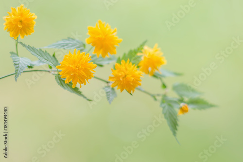 Kerria japonica (Pleniflora) Zweig photo