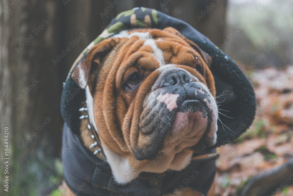 Beautiful English bulldog portrait outdoor,selective focus