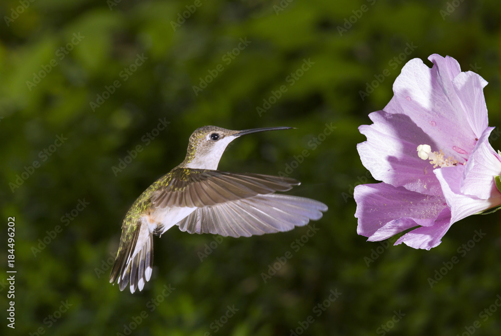 Female ruby-throated hummingbird (Archilochus colubris) near a flower, Georgia, USA Female ruby-throated hummingbird (Archilochus colubris) near a flower, Georgia, USA