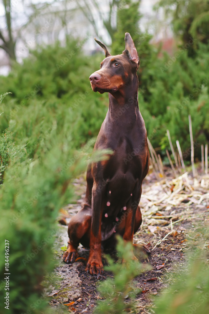 Cute brown female Doberman dog with cropped ears sitting outdoors