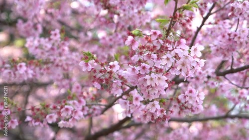 Wallpaper Mural Sakura Cherry Blossom. 4k b-roll cinematic footage. Torontodigital.ca