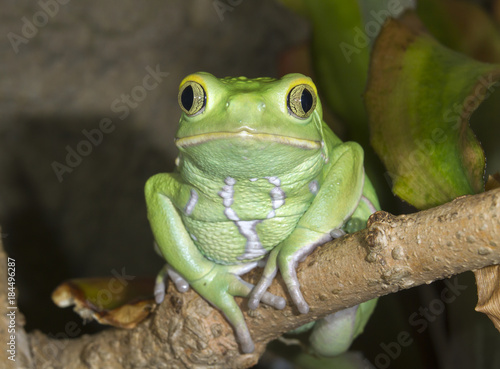 Canvas Print Waxy monkey leaf frog (Phyllomedusa sauvagii) portrait. Captive