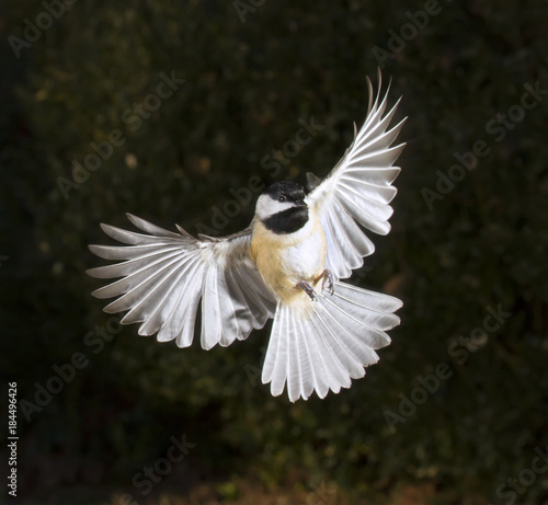Photography Carolina chickadee (Poecile carolinensis) flying, Georgia, USA.
