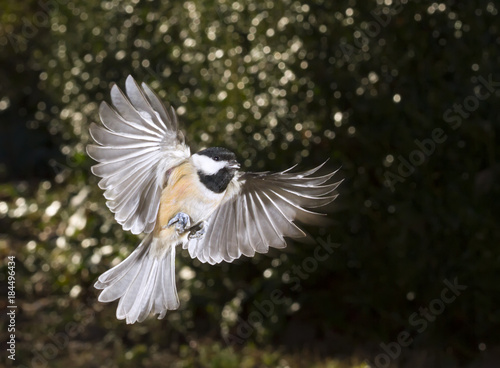 Carolina chickadee (Poecile carolinensis) flying, Georgia, USA.