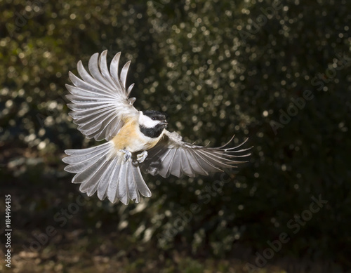 Carolina chickadee (Poecile carolinensis) flying, Georgia, USA.