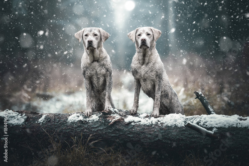 Zwei junge dreckige labrador retriever hunde welpen voller Schlamm im Wald - Winter photo
