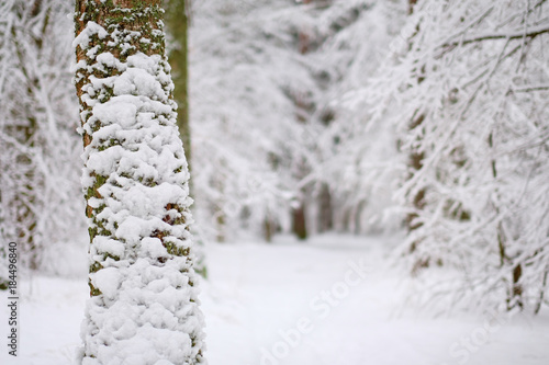 A beautiful view to the hibernal forest. photo