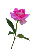 Single beautiful pink rose isolated on white background