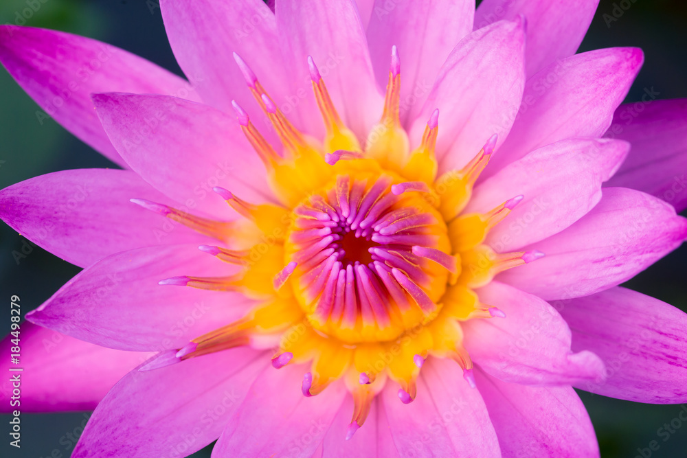 Lotus pink Water Lilly Flower of Peace Asian Buddha Lotus pink Water Lilly Flower of Peace Asian Buddha