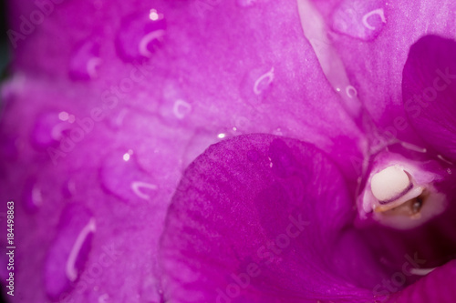 Close up to purple orchid flower with rain drop on petal.