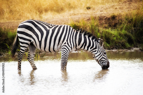 Zebra Drinking Water in Kenya Africa